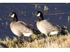 Photo of Branta hutchinsii